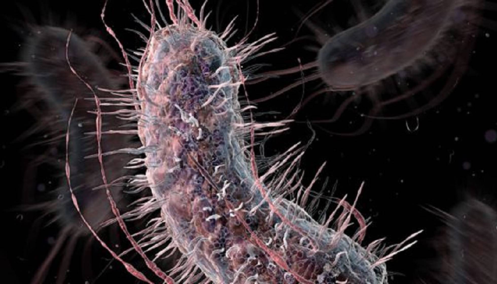 La bacteria 'E. Coli' puede desarrollar resistencia a los antibióticos más potentes La bacteria 'E. Coli' puede desarrollar resistencia a los antibióticos más potentes
