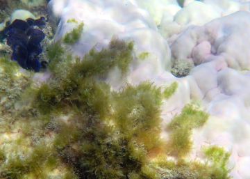 Muere el 35% del coral de la Gran Barrera de Australia Muere el 35% del coral de la Gran Barrera de Australia