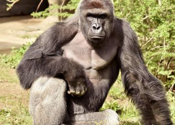 Harambe, descanse em paz
