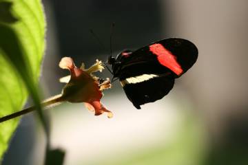 El género de mariposas americanas 'Heliconius' usa el mismo gen de la polilla pero para destacar el color de sus alas.