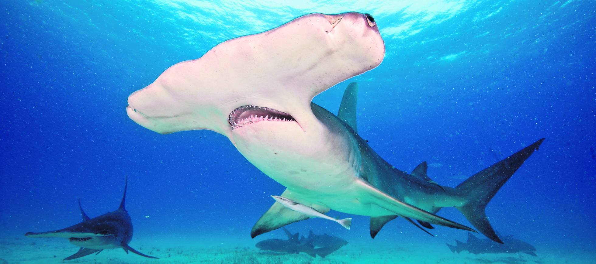 Tiburón martillo gigante. Tiburón martillo gigante.