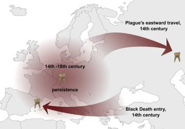 El mapa muestra la ruta seguida por la bacteria de la peste con su llegada desde el este y su regreso.