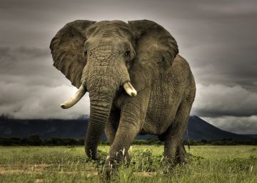 ¿Cuáles son los países más peligrosos para los animales? ¿Cuáles son los países más peligrosos para los animales?