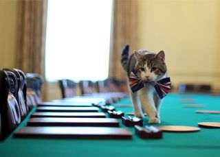 Cuando las mascotas se presentan a las elecciones