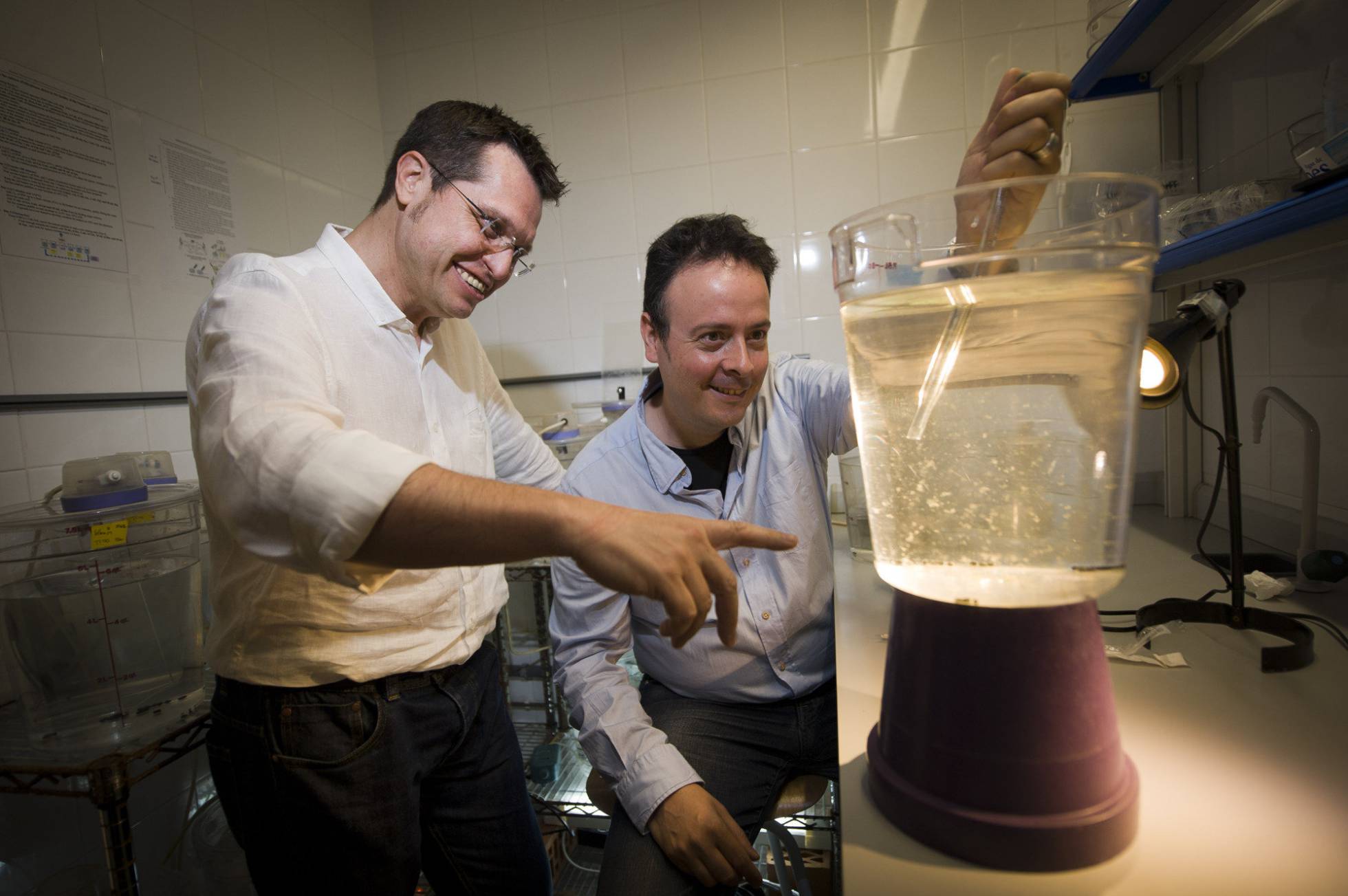 Los biólogos Ricard Albalat y Cristian Cañestro, con ejemplares de 'Oikopleura'. Los biólogos Ricard Albalat y Cristian Cañestro, con ejemplares de 'Oikopleura'.