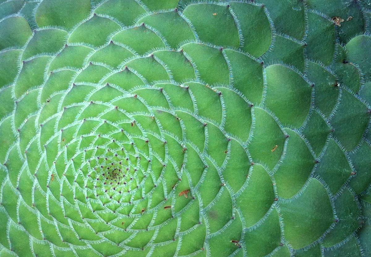 Este 'Aeonium tabulaeforme', la más destacable de todas las sempervivas canarias, esconde una pista para resolver el enigma Este 'Aeonium tabulaeforme', la más destacable de todas las sempervivas canarias, esconde una pista para resolver el enigma