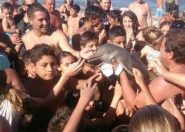 Un delfín murió a manos de unos turistas en Santa Teresita, Argentina Un delfín murió a manos de unos turistas en Santa Teresita, Argentina