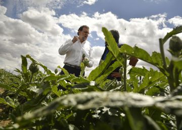 Rajoy, las ovejitas y el voto rural de Podemos Rajoy, las ovejitas y el voto rural de Podemos