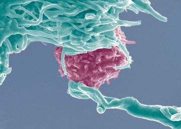 El ‘cortapega’ genético llega a los humanos El ‘cortapega’ genético llega a los humanos