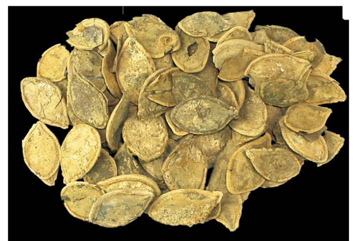 El zapallo era parte de la dieta caralina. La seguridad alimentaria estaba basada en frutas, legumbres, verduras y sobre todo productos marinos. El zapallo era parte de la dieta caralina. La seguridad alimentaria estaba basada en frutas, legumbres, verduras y sobre todo productos marinos.