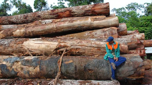 El fin de la deforestación no salvará a la selva amazónica