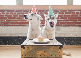 Comida vegana para perros y vino para gatos