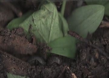 Así se descompone el interior de la tierra durante un mes