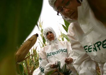 109 prêmios Nobel acusam o Greenpeace de “crime contra a humanidade” por atacar transgênicos 109 prêmios Nobel acusam o Greenpeace de “crime contra a humanidade” por atacar transgênicos
