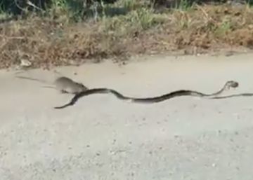 Una mamá rata pelea contra una serpiente para salvar a su cría