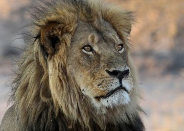 O último rugido de Cecil