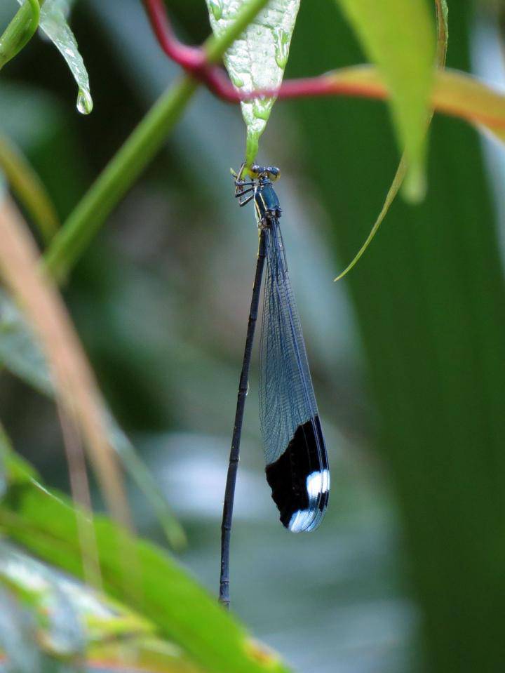 La fragmentación de las selvas americanas están provocando la divergencia de especies como este caballito del diablo La fragmentación de las selvas americanas están provocando la divergencia de especies como este caballito del diablo