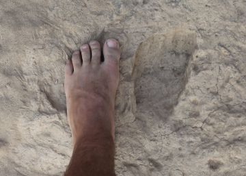 Otra especie humana ya caminaba como nosotros hace 1,5 millones de años