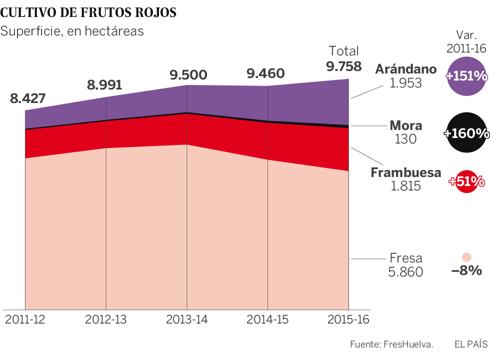 Cultivo de frutos rojos en España: arándanos, fresas, moras y frambuesas