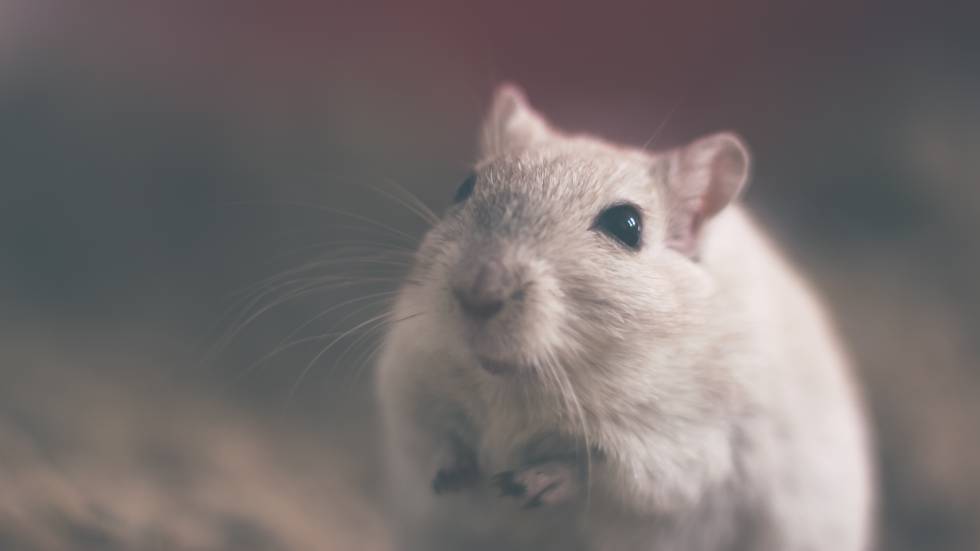 Los ratones con inmunidad defectuosa pierden interés por sus congéneres