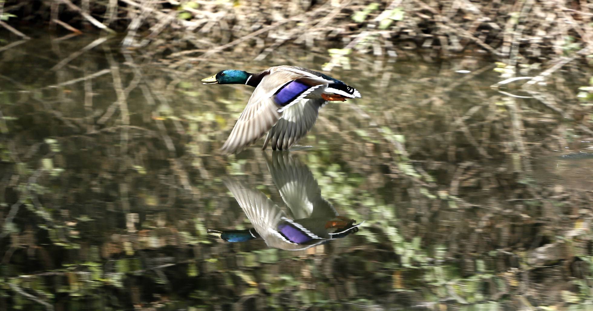 Un ánade real en pleno vuelo. Un ánade real en pleno vuelo.