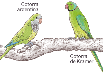 Las cotorras se extienden por Madrid Las cotorras se extienden por Madrid