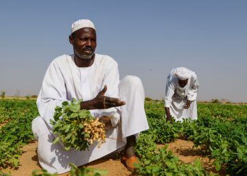 Un agricultor muestra su cosecha de cacahuete en Darfur, Sudán. Un agricultor muestra su cosecha de cacahuete en Darfur, Sudán.