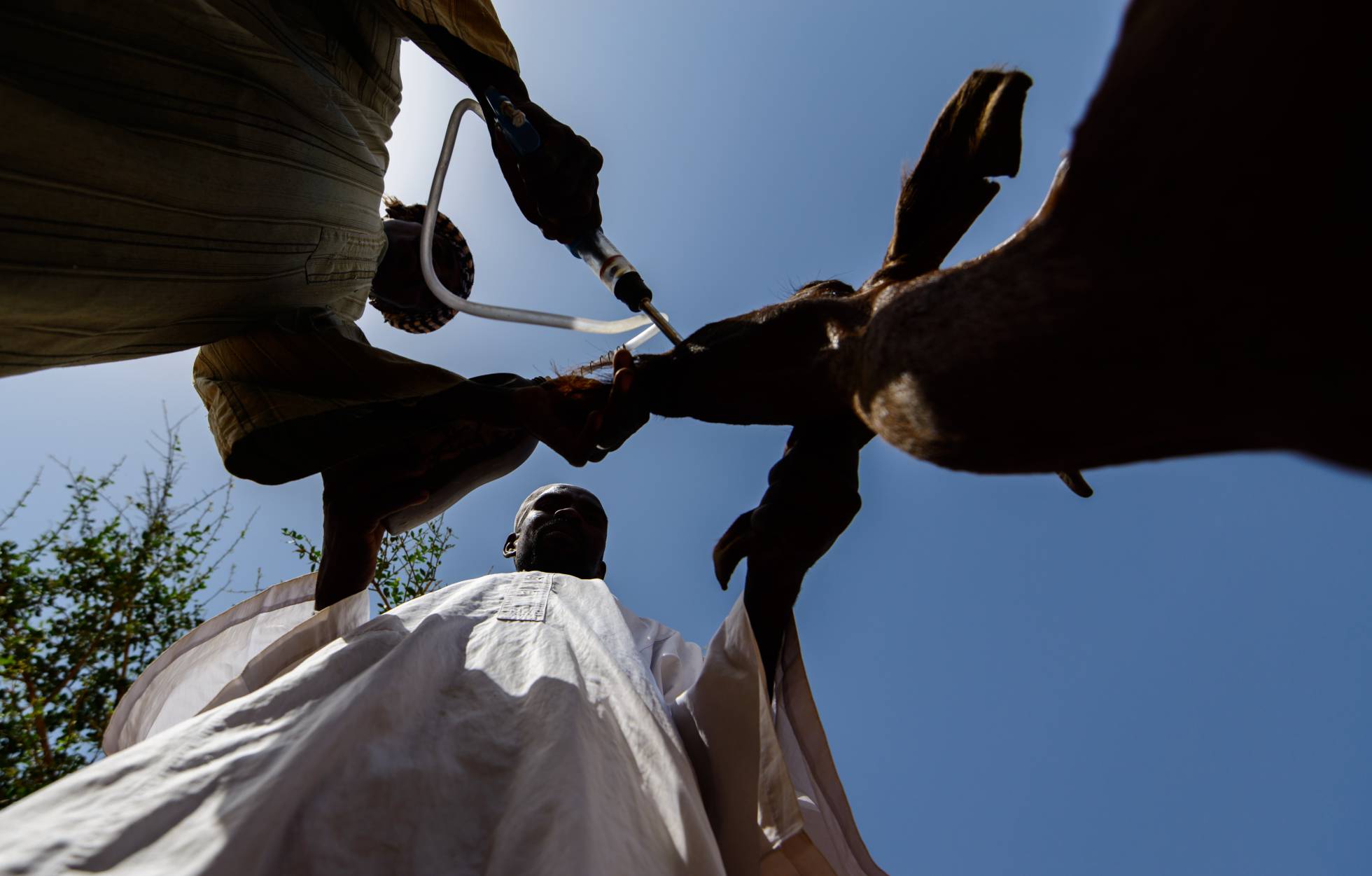 Un participante en el proyecto de formación en veterinaria en Sudán. Un participante en el proyecto de formación en veterinaria en Sudán.