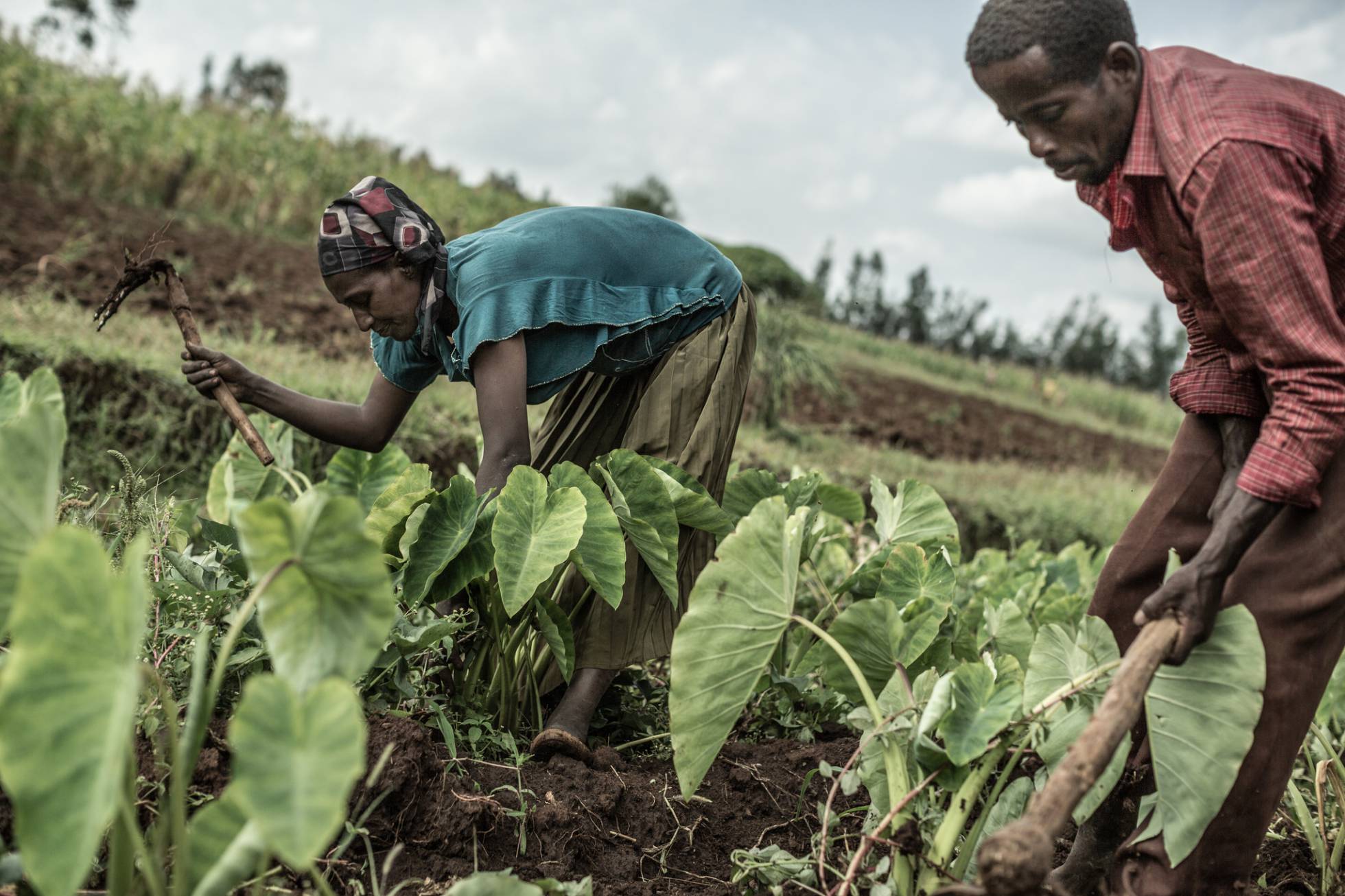 Agricultores trabajando la tierra en la comunidad de Hintala River, Etiopía. Agricultores trabajando la tierra en la comunidad de Hintala River, Etiopía.