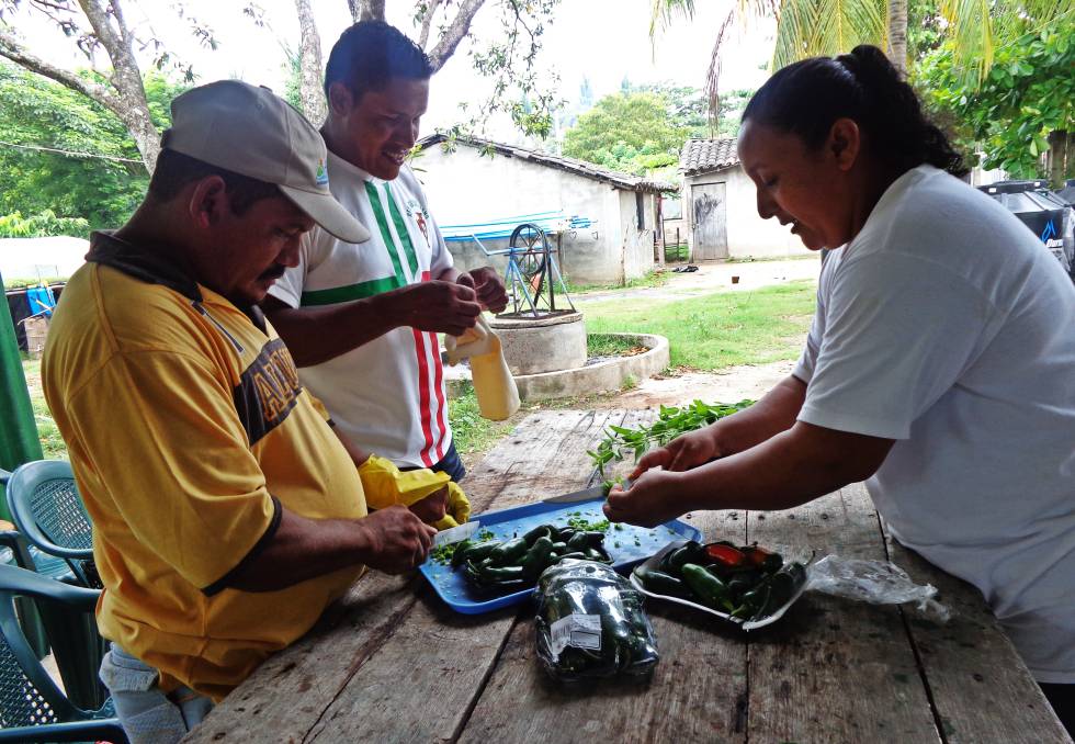 Elaboración de abono orgánico en El Salvador.