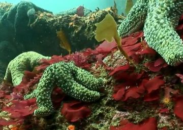 El paraíso de las estrellas de mar El paraíso de las estrellas de mar