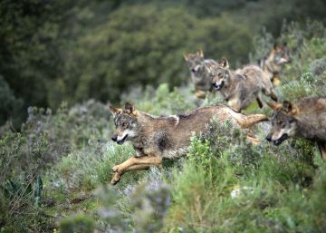 Por qué los lobos también saben mostrar clemencia Por qué los lobos también saben mostrar clemencia