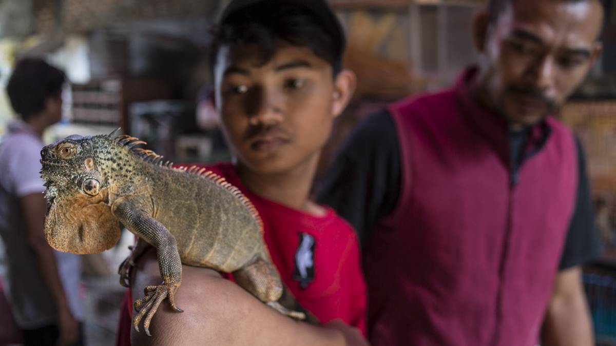Un vendedor del mercado de Pramuka, en Yakarta, exhibe una iguana de Kalimantán. Un vendedor del mercado de Pramuka, en Yakarta, exhibe una iguana de Kalimantán.