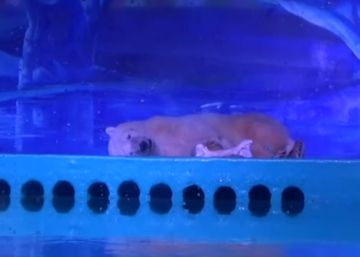 La tristeza de Pizza, el oso que sirve de atracción en una tienda de China