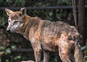 Zoológicos en México: el show debe terminar Zoológicos en México: el show debe terminar