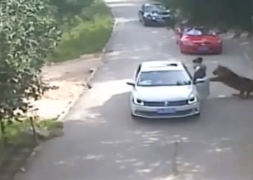 Una mujer muere tras ser atacada por un tigre en un safari en China Una mujer muere tras ser atacada por un tigre en un safari en China