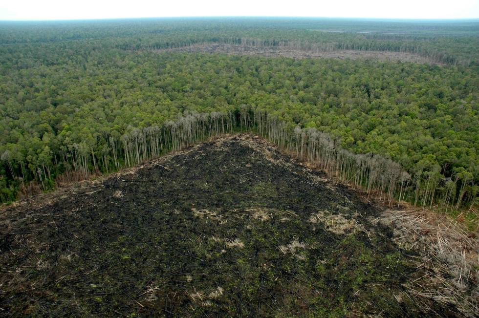 El mayor movimiento para salvar los bosques llega a los 100 millones de hectáreas