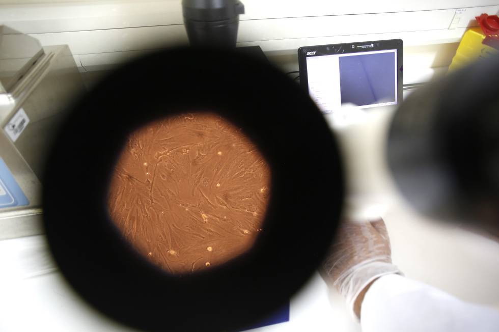 Cultivo celular a través de un microscopio.