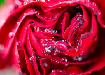 La vida secreta de las flores