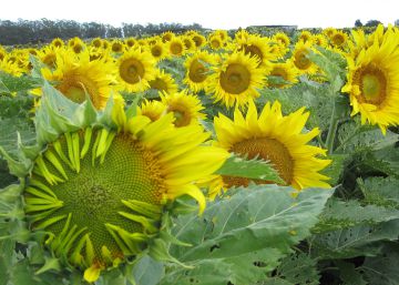Por qué los girasoles viejos ya no siguen al sol