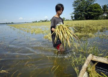 Un hombre camina por una plantación de arroz inundada.  Un hombre camina por una plantación de arroz inundada.