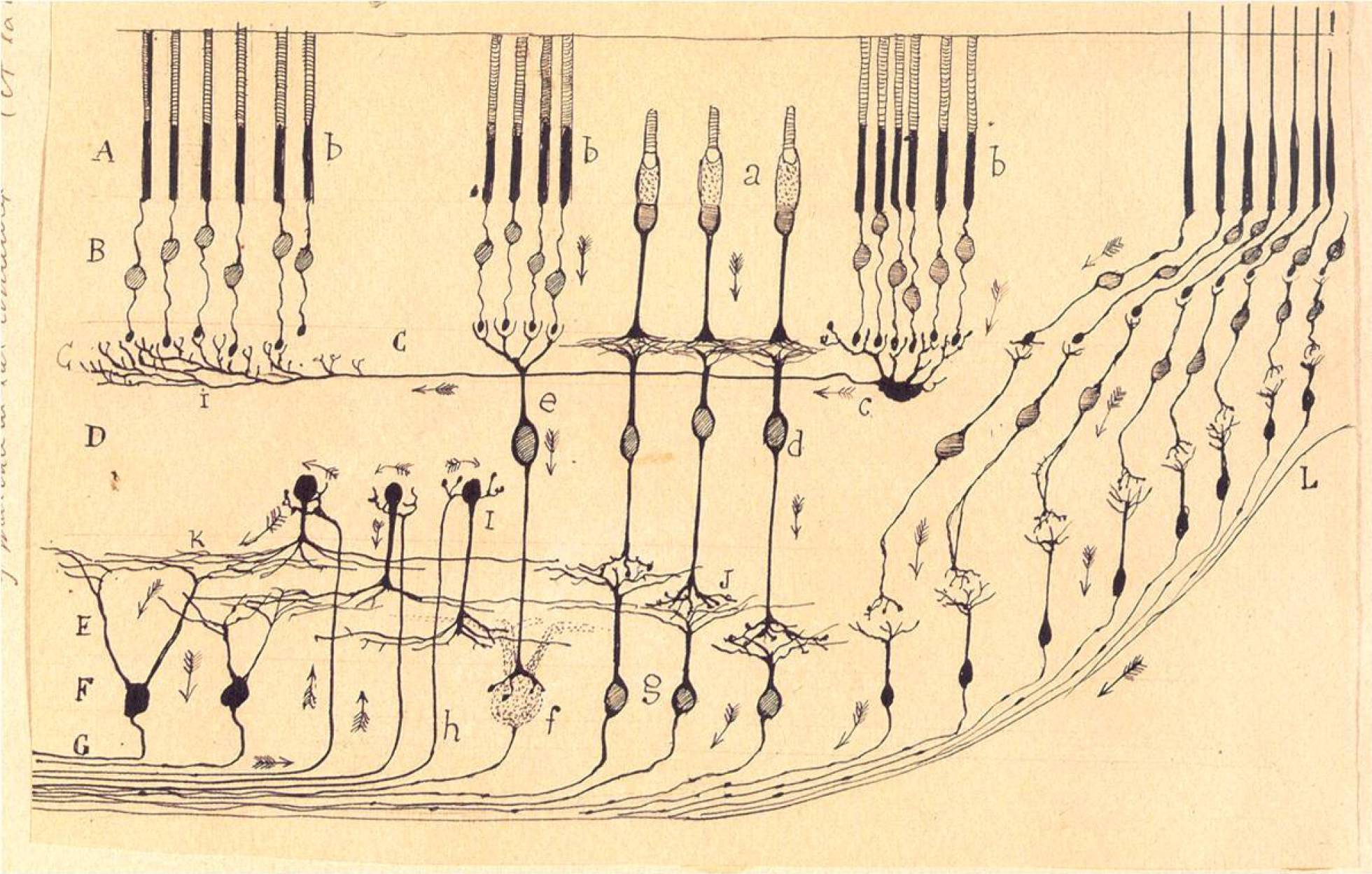 Esquema de las células que forman parte de la retina, por Ramón y Cajal. Esquema de las células que forman parte de la retina, por Ramón y Cajal.