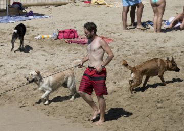 El semen de los perros puede explicar la baja fertilidad de los hombres