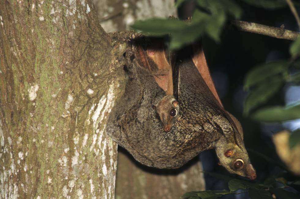Una hembra de colugo con su cría.