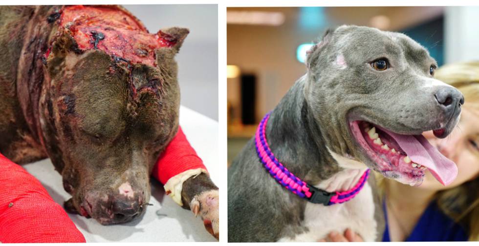 La 'pit bul'l Betsy, utilizadA como 'sparring' en peleas de perros, antes y después de recibir el tratamiento.