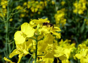 Las abejas silvestres también sufren los efectos de los modernos plaguicidas Las abejas silvestres también sufren los efectos de los modernos plaguicidas