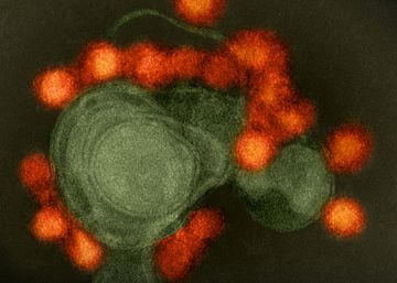 Los virus dominan la Tierra Los virus dominan la Tierra