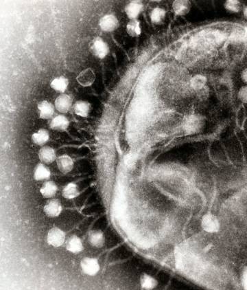 La mayoría de los virus son bacteriófagos. En la imagen, fagos adheridos a una bacteria.