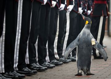 Pinguim condecorado passa guarda norueguesa em revista Pinguim condecorado passa guarda norueguesa em revista