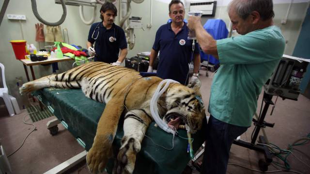 El tigre Laziz, atendido por veterinarios cerca de Tel Aviv.